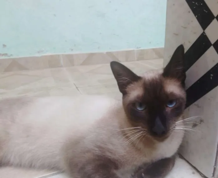 Gato ra a Siamês idade 1 ano nome APOLO