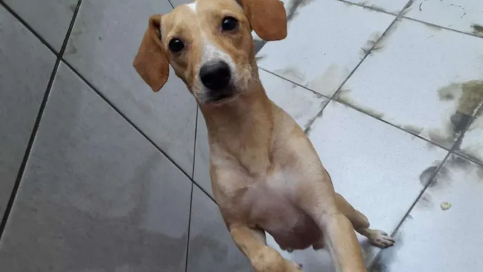 Cachorro ra a Sem raça idade 3 anos nome Bob