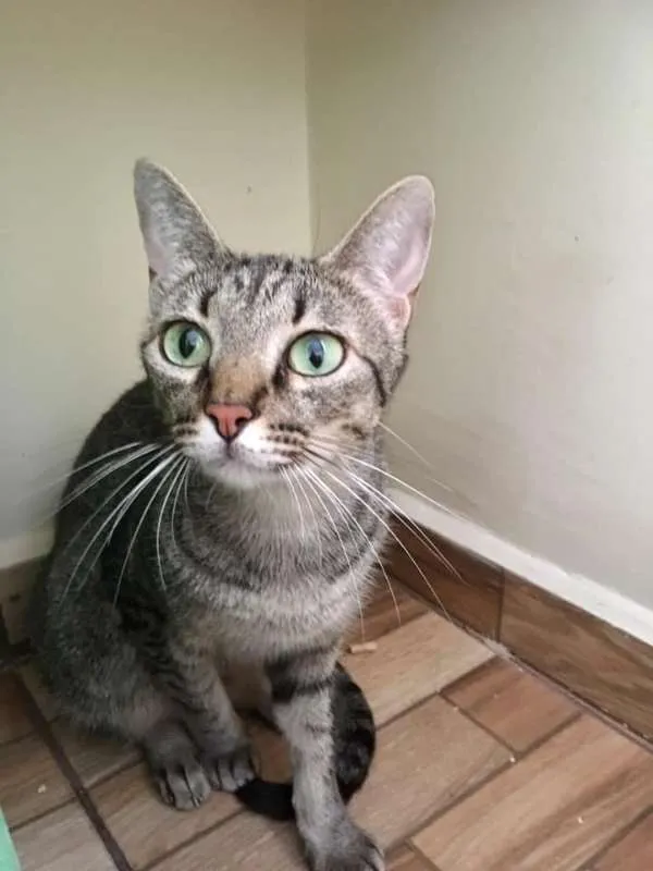 Gato ra a SRD idade 2 anos nome Fabi