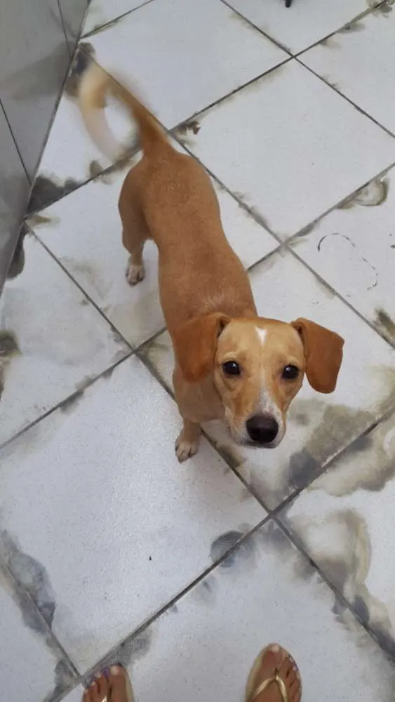 Cachorro ra a Sem raça idade 3 anos nome Bob