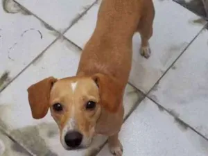 Cachorro raça Sem raça idade 3 anos nome Bob