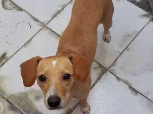 Cachorro ra a Sem raça idade 3 anos nome Bob