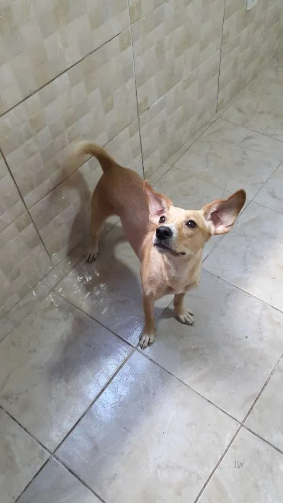 Cachorro ra a Sem raça idade 3 anos nome Bob