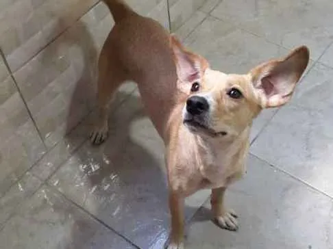 Cachorro ra a Sem raça idade 3 anos nome Bob