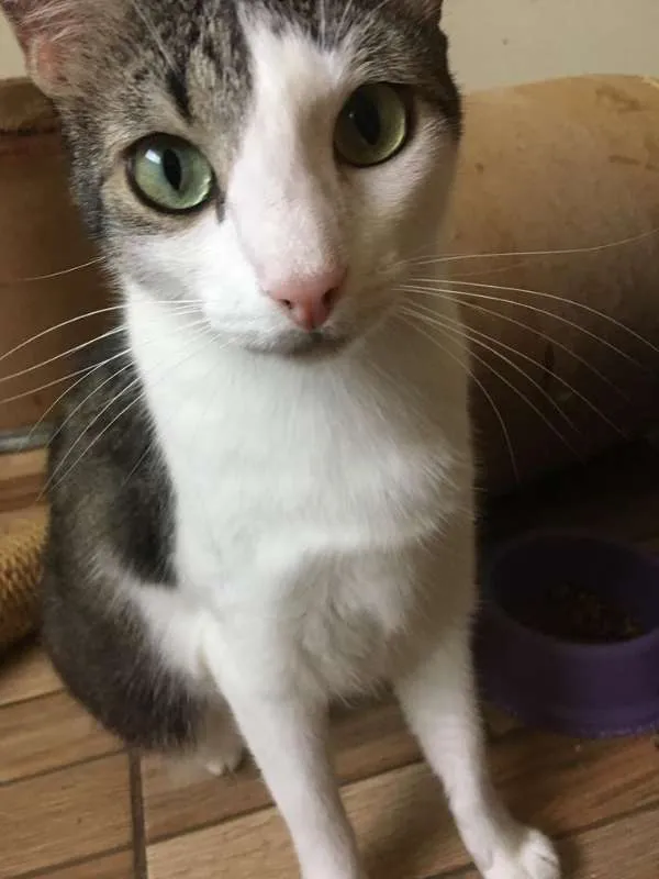 Gato ra a SRD idade 3 anos nome Vivi