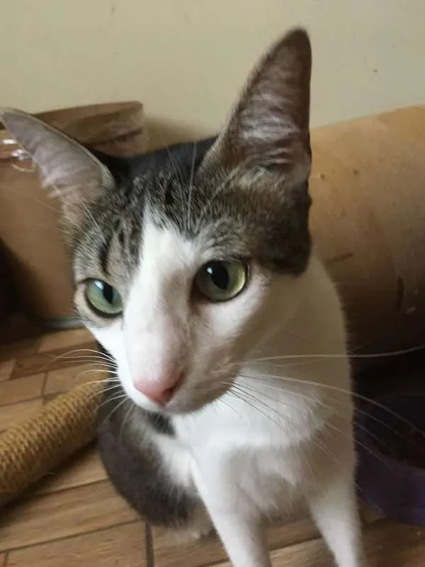 Gato ra a SRD idade 3 anos nome Vivi