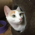 Mika