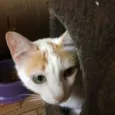 Mika