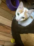 Mika