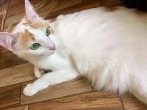 Gato raça SRD idade 3 anos nome Mika
