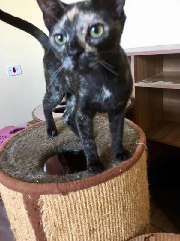 Gato ra a srd idade 3 anos nome Pantufa
