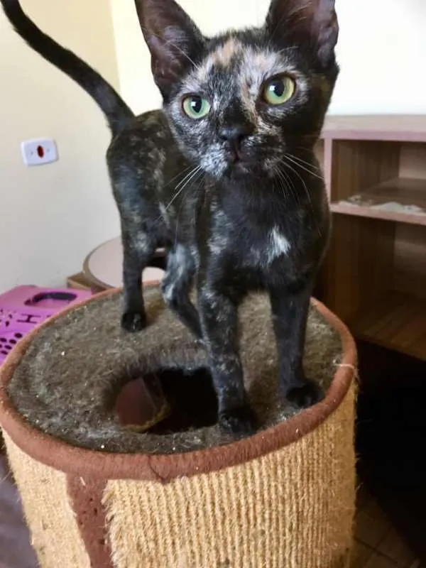 Gato ra a srd idade 3 anos nome Pantufa