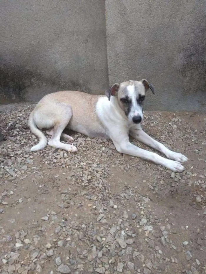 Cachorro raça INDEFINIDA idade 2 a 6 meses nome BABY