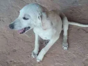 Cachorro raça Mistura idade 2 a 6 meses nome Não possui