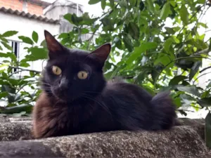 Gato raça Híbrida idade 7 a 11 meses nome Pretumy