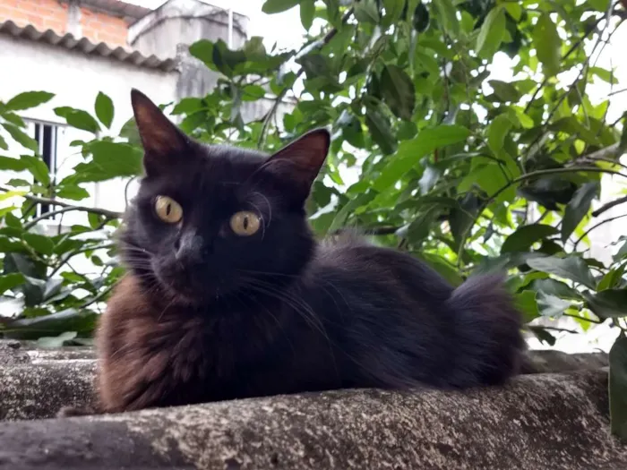 Gato ra a Híbrida idade 7 a 11 meses nome Pretumy