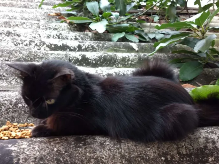 Gato ra a Híbrida idade 7 a 11 meses nome Pretumy