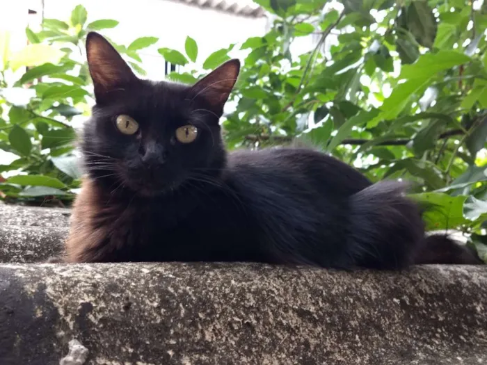 Gato ra a Híbrida idade 7 a 11 meses nome Pretumy