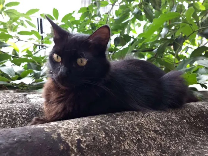 Gato ra a Híbrida idade 7 a 11 meses nome Pretumy