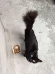 Pretumy