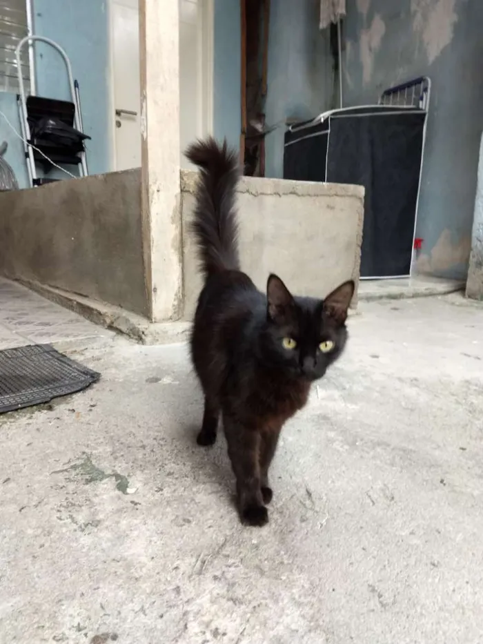 Gato ra a Híbrida idade 7 a 11 meses nome Pretumy