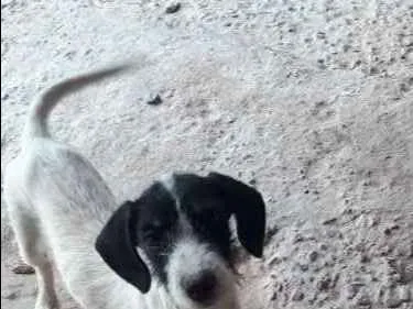 Cachorro raça Mistura idade 2 a 6 meses nome Não possui