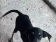 Não possui