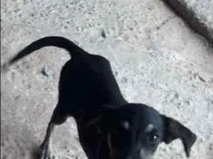Cachorro raça Mistura idade 2 a 6 meses nome Não possui