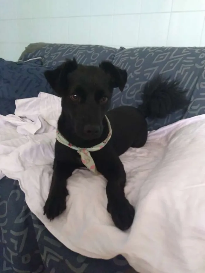Cachorro ra a Srd idade 3 anos nome Diana