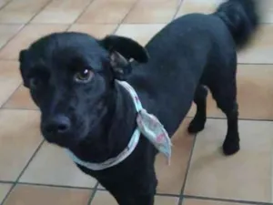 Cachorro raça Srd idade 3 anos nome Diana