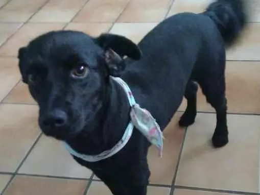 Cachorro ra a Srd idade 3 anos nome Diana