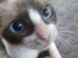 Gato raça Sianes  idade 2 anos nome Gato