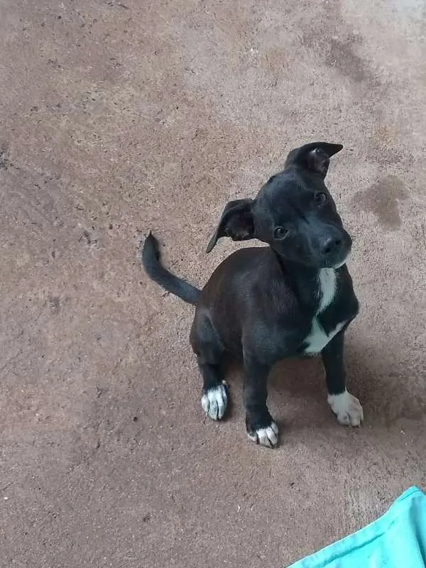 Cachorro ra a vira lata idade 2 a 6 meses nome Maggie