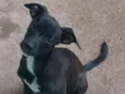 Maggie