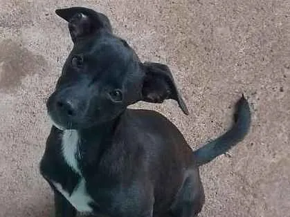 Cachorro ra a vira lata idade 2 a 6 meses nome Maggie