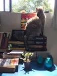 Gata