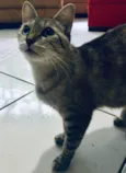 Gata