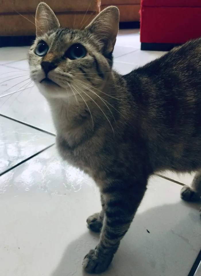 Gato ra a  idade 2 anos nome Gata