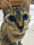 Gata