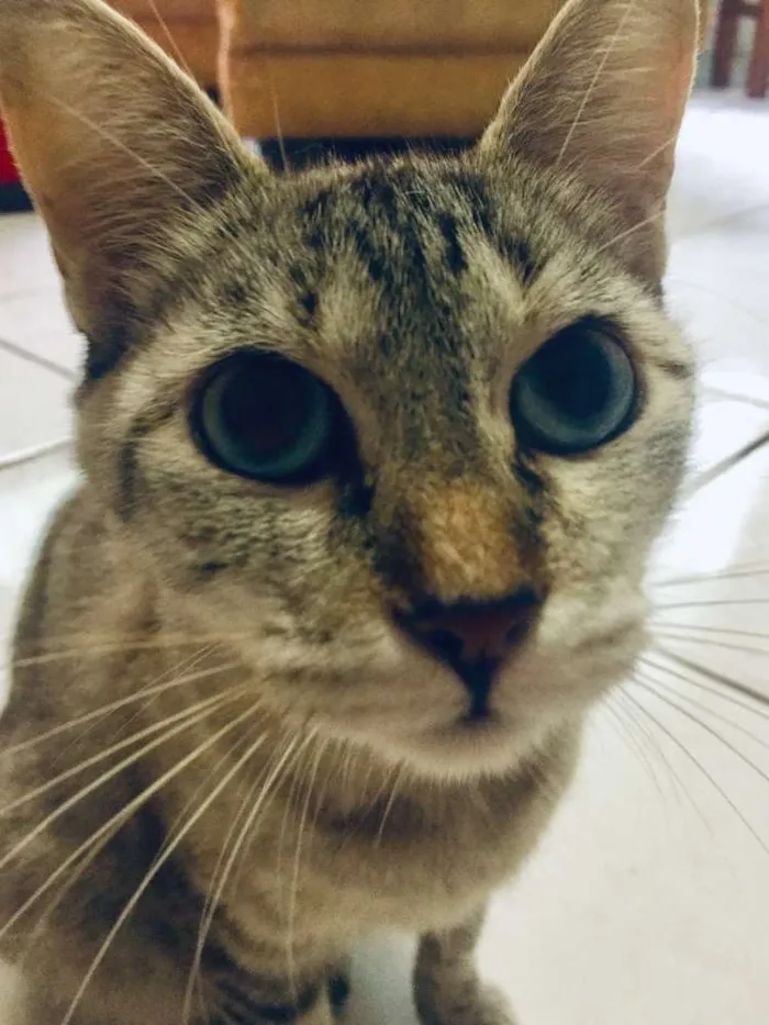 Gato ra a  idade 2 anos nome Gata