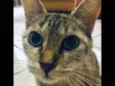 Gata