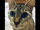 Gato raça  idade 2 anos nome Gata