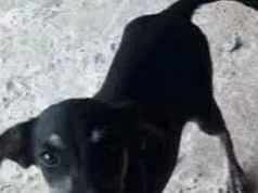 Cachorro raça Mistura idade 2 a 6 meses nome Não possui