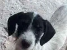 Cachorro raça Mistura idade 2 a 6 meses nome Não possui