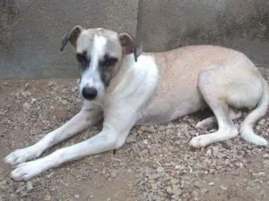 Cachorro raça INDEFINIDA idade 2 a 6 meses nome BABY