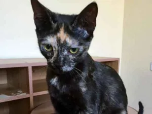 Gato raça srd idade 3 anos nome Pantufa