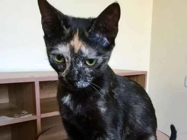 Gato ra a srd idade 3 anos nome Pantufa