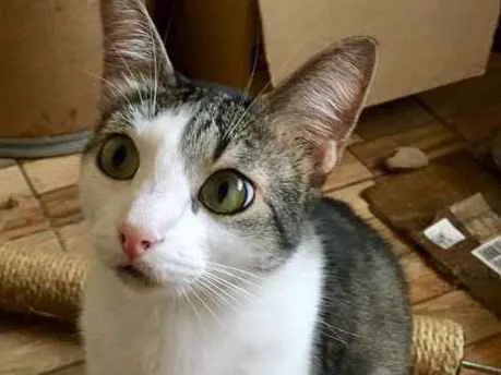 Gato ra a SRD idade 3 anos nome Vivi