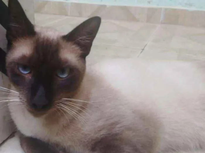 Gato ra a Siamês idade 1 ano nome APOLO