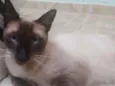 APOLO